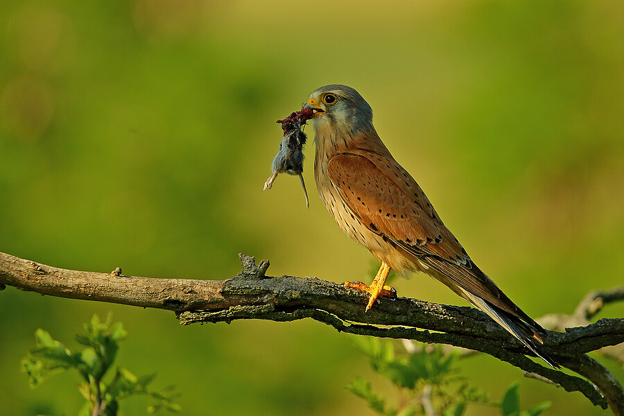 KESTREL HOLDS VOLE REMAINS